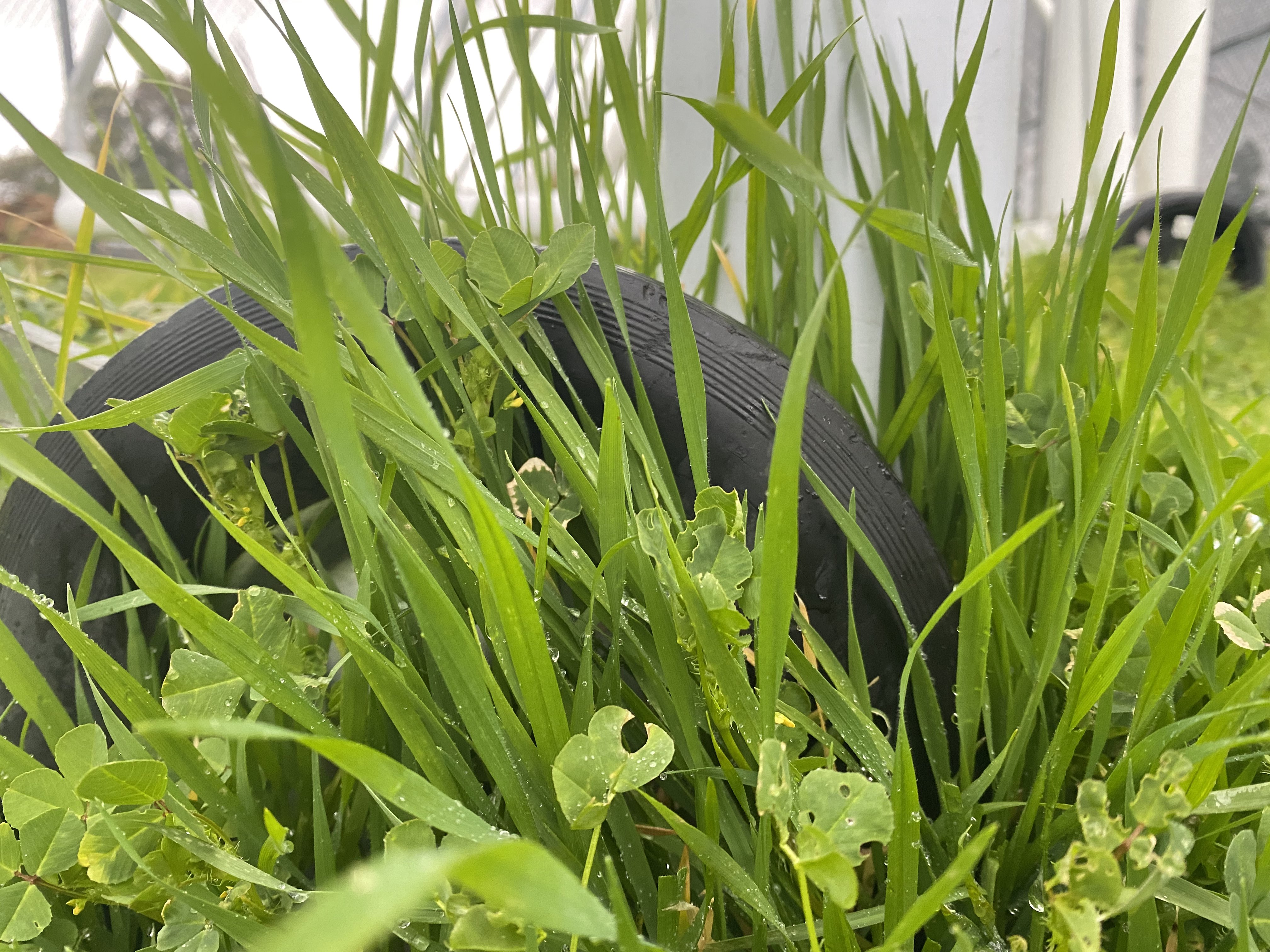Overgrown Tire
